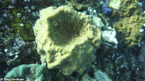 how are rocks that contain oil similar to a sponge
